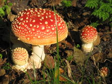 paddenstoelen herfst